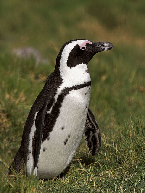 African Penguinadult